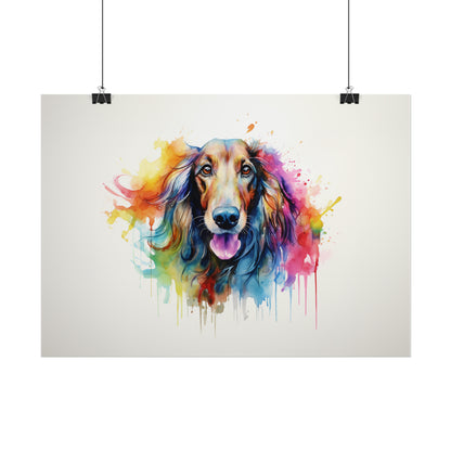 Rainbow Afghan Hound