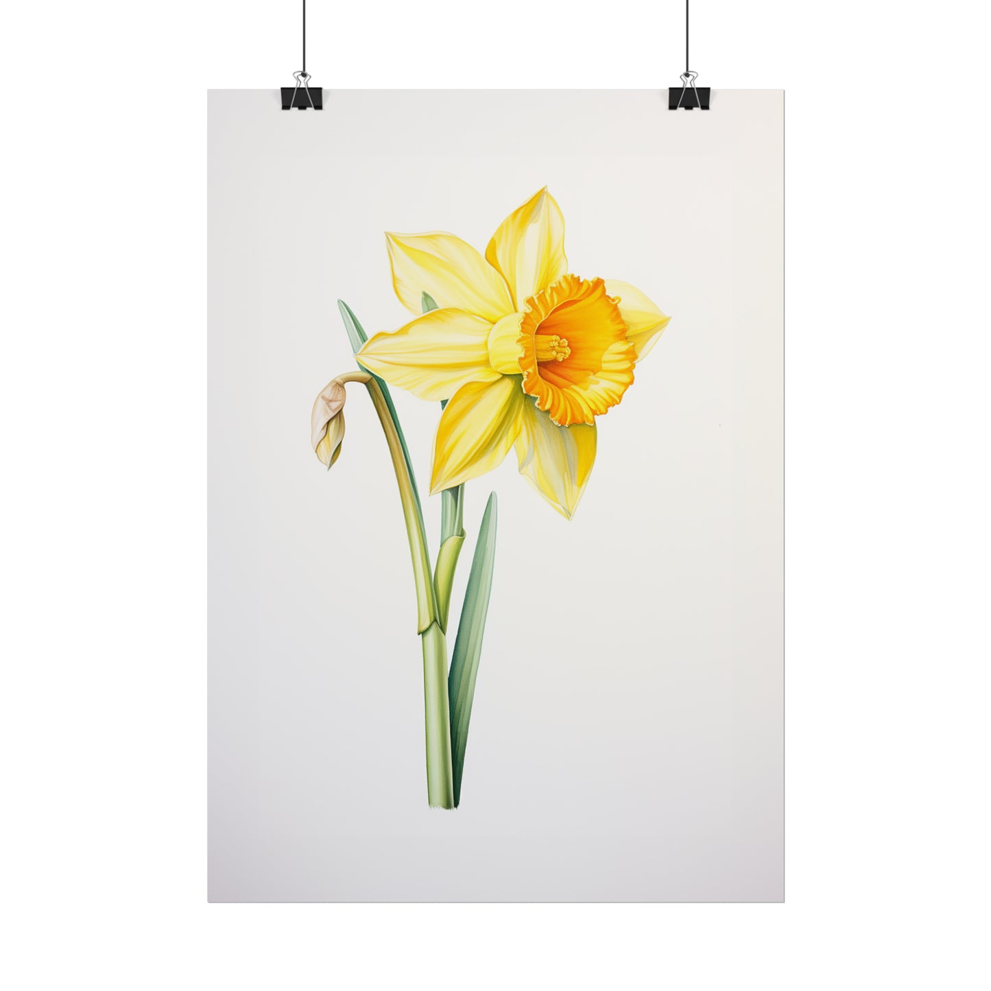 Daffodil