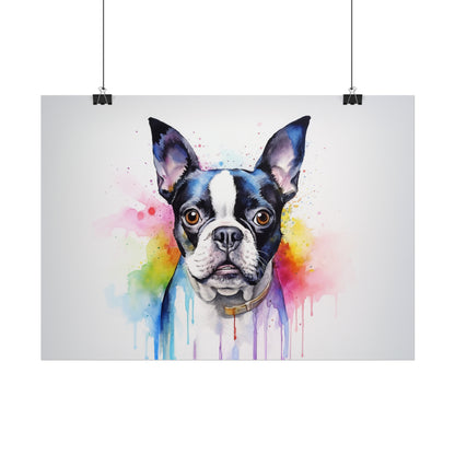 Rainbow Boston Terrier