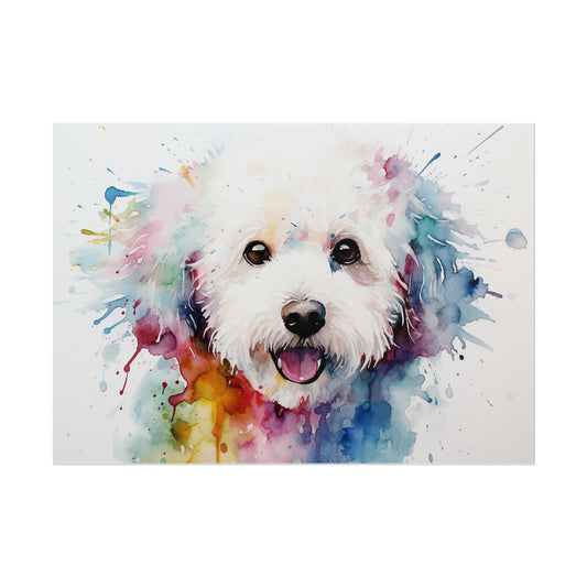 Rainbow Bichon Frisé