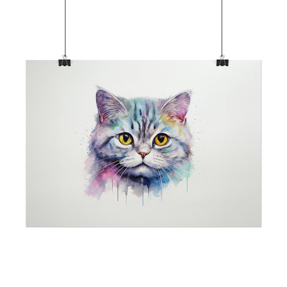 Rainbow British Shorthair Cat