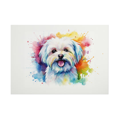 Rainbow Maltese