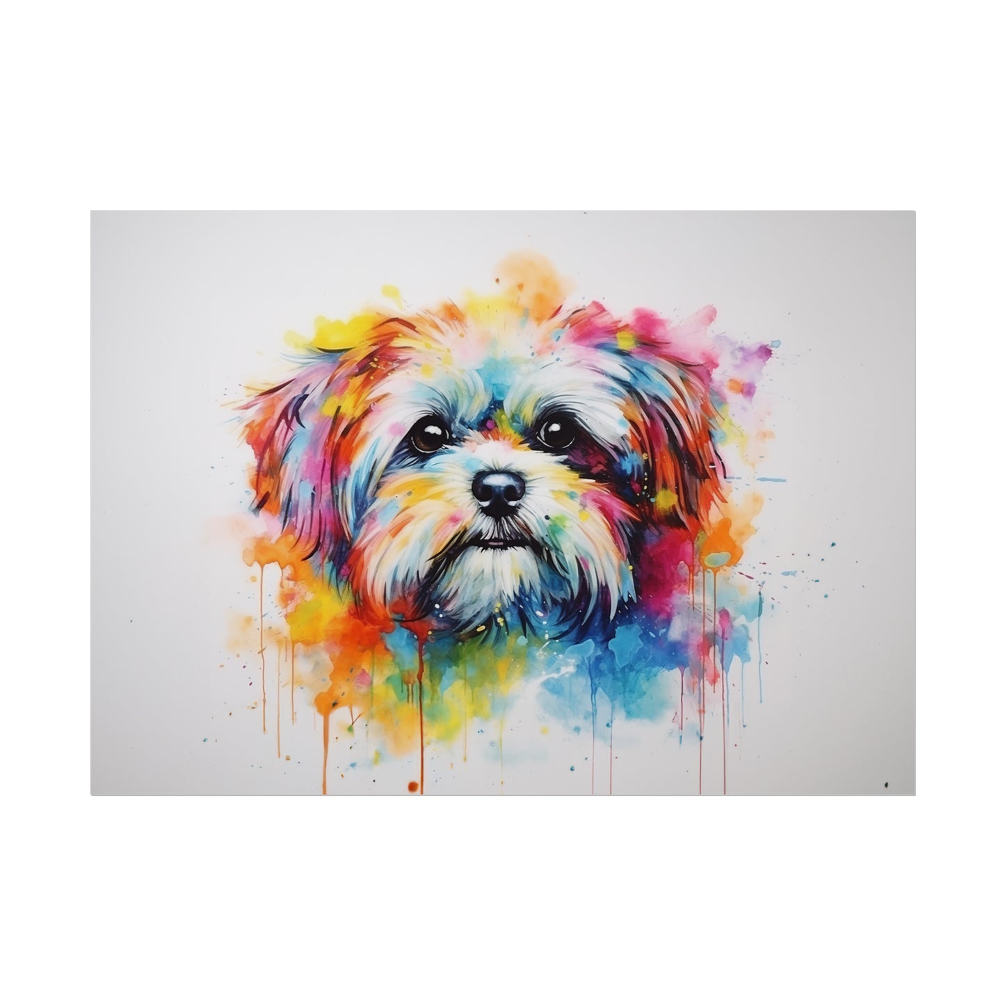 Rainbow Shih Tzu