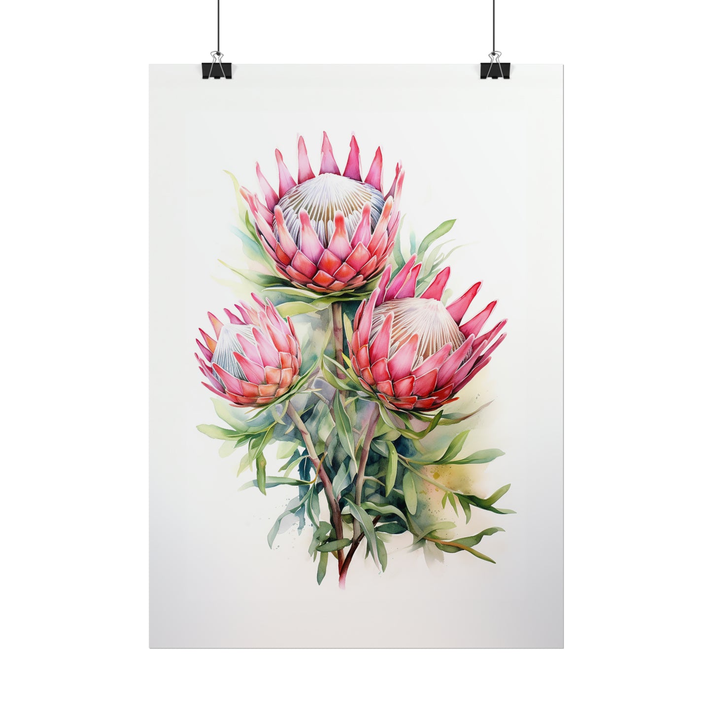 Proteas