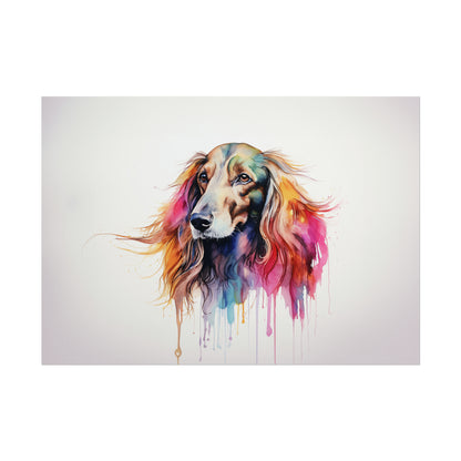 Rainbow Afghan Hound