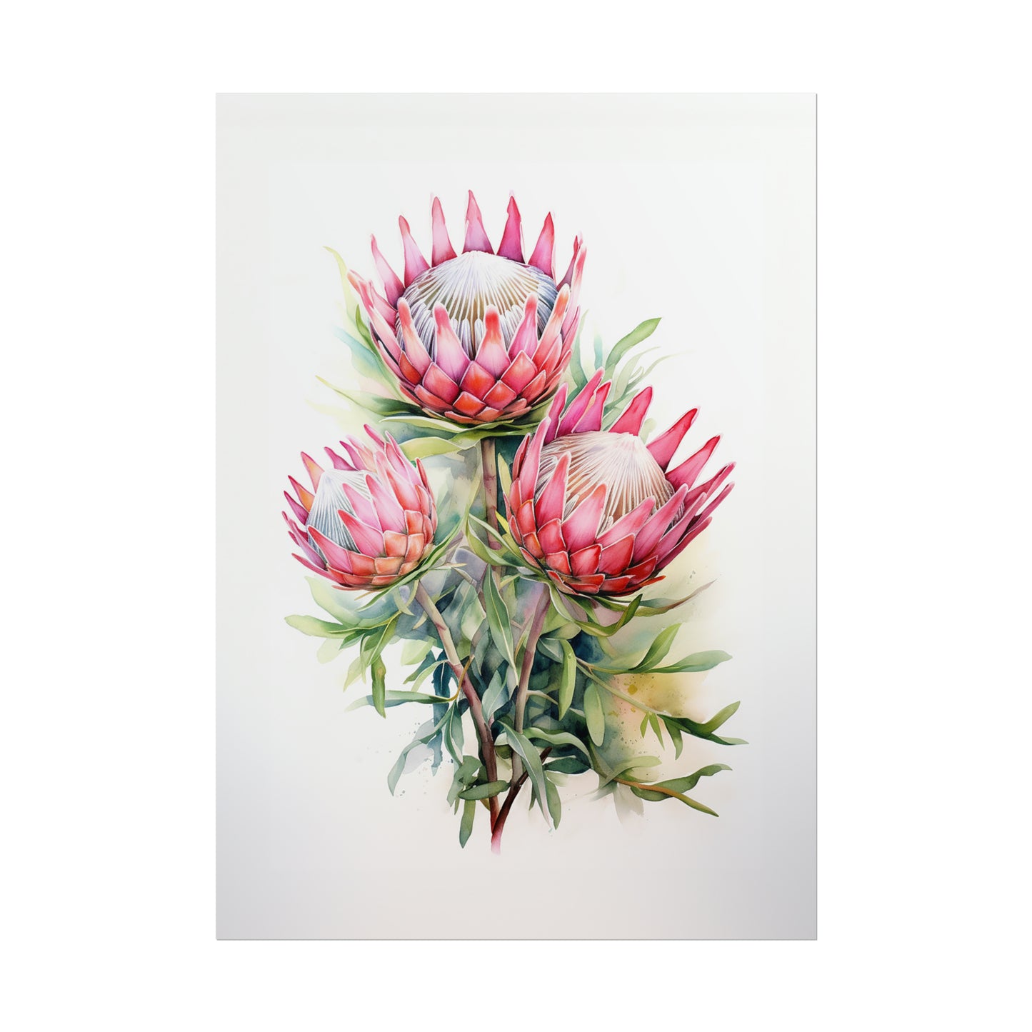 Proteas