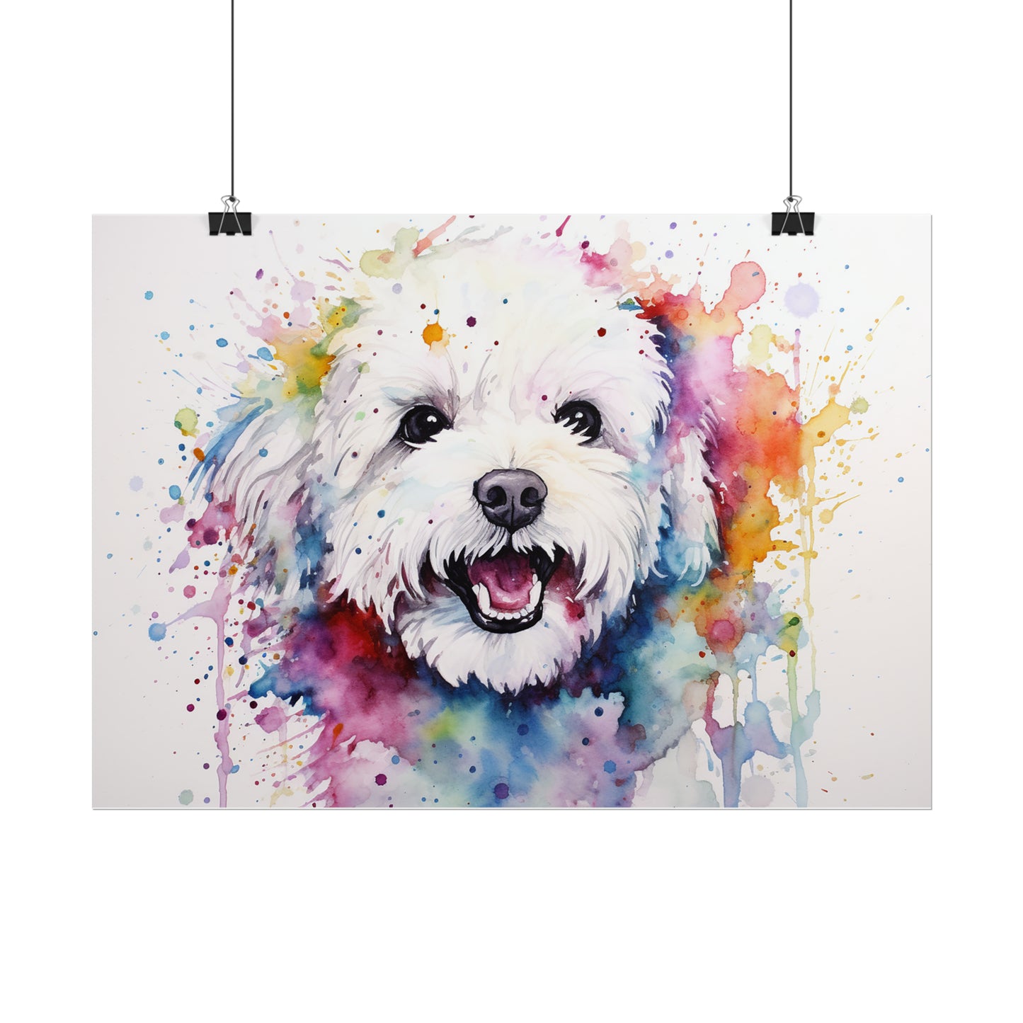 Rainbow Bichon Frisé