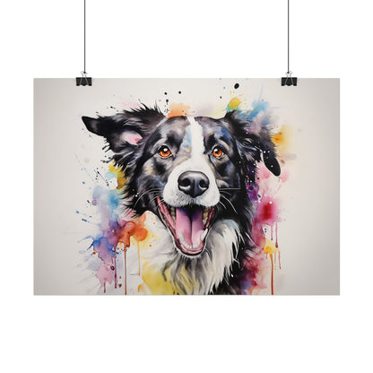 Rainbow Border Collie