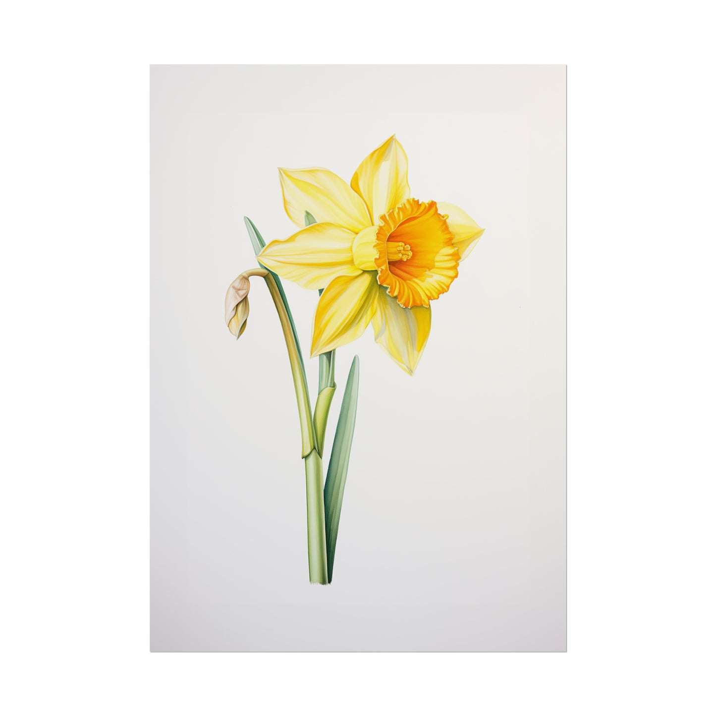 Daffodil