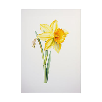 Daffodil