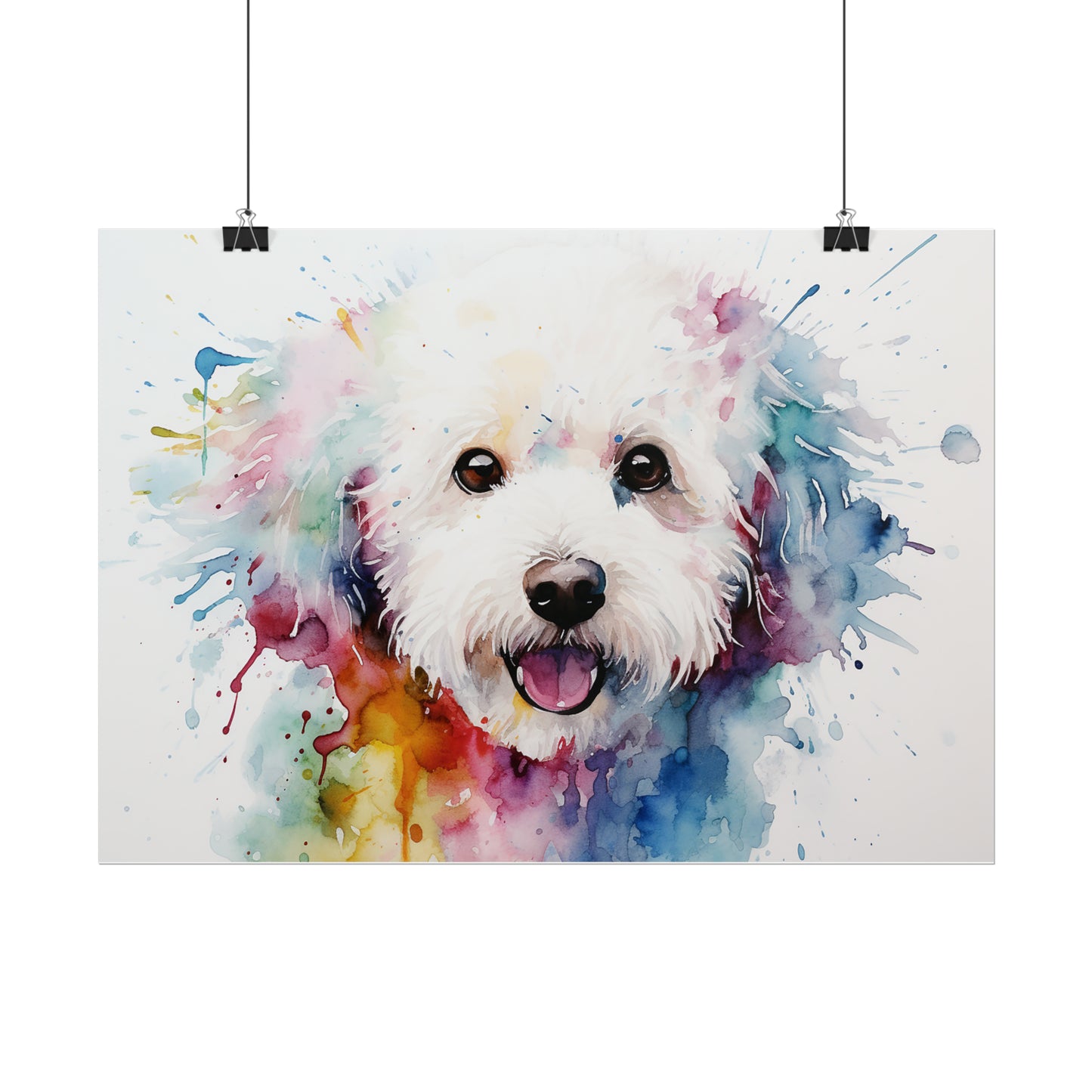 Rainbow Bichon Frisé