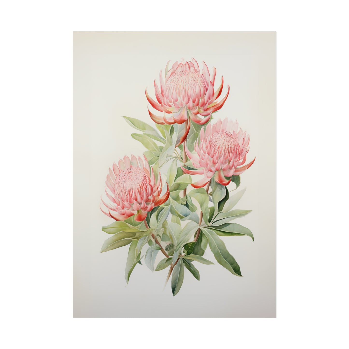 Waratahs