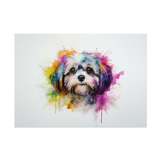 Rainbow Shih Tzu