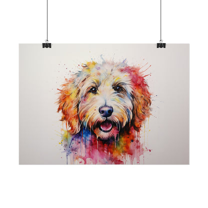 Rainbow Labradoodle