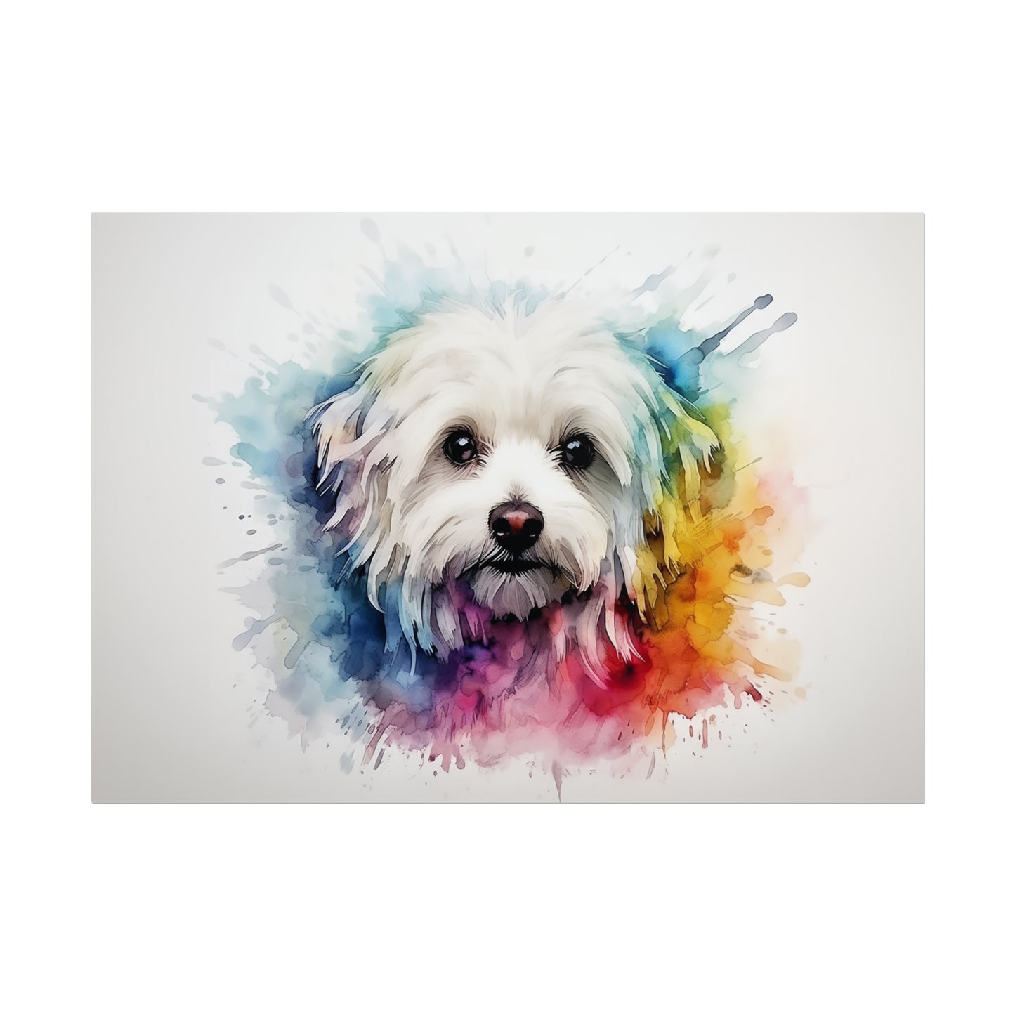 Rainbow Maltese