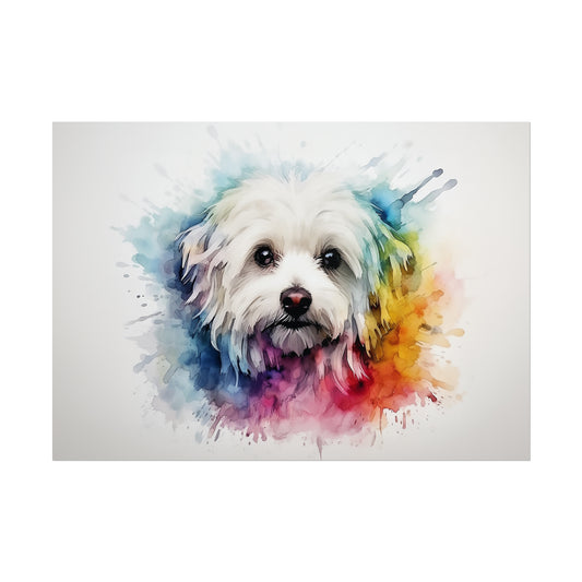 Rainbow Maltese