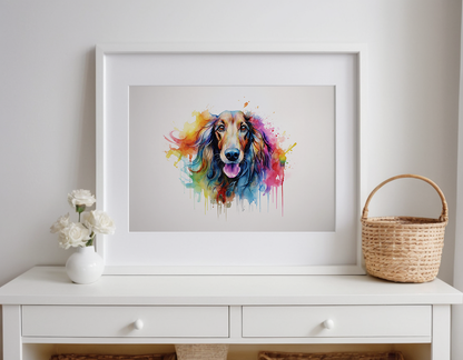 Rainbow Afghan Hound