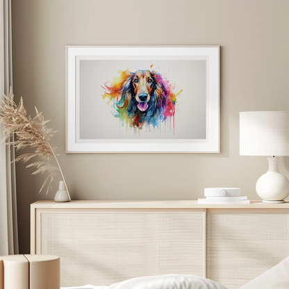 Rainbow Afghan Hound